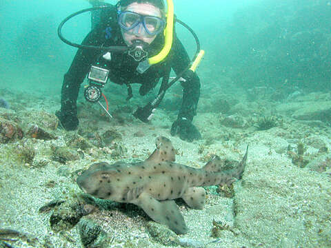 Image of Bullhead Shark