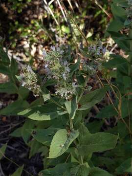 Image of Sierra mint