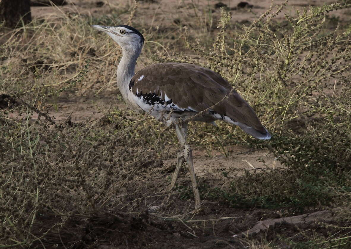 Image of Australian Bustard