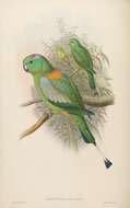 Prioniturus platurus (Vieillot 1818)的圖片