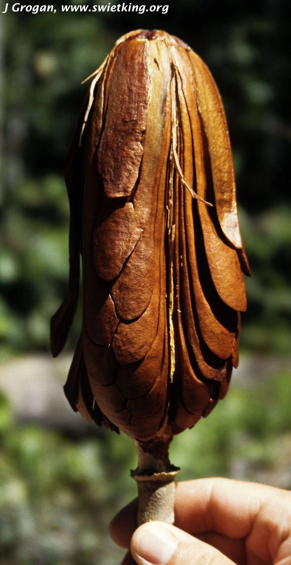 Image of Honduras mahogany