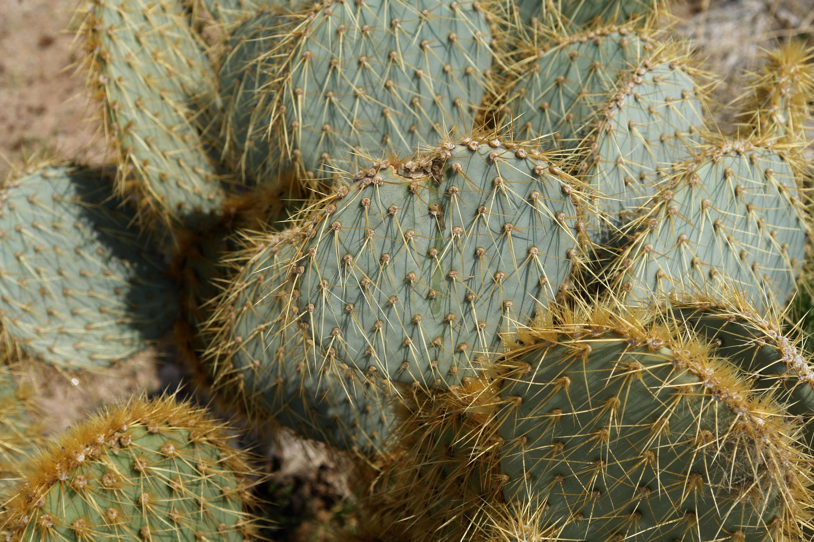 Image of Dollar-joint Prickly-pear