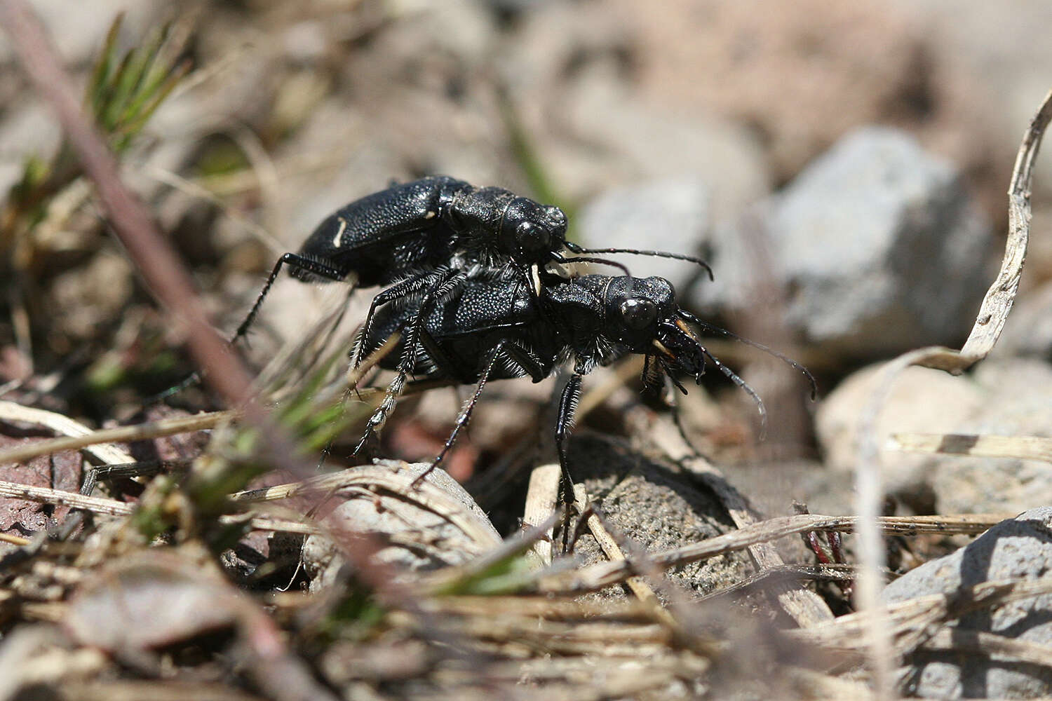 Image of Black-bellied tiger beetle