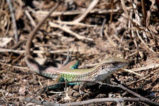 Image of Amazon Racerunner