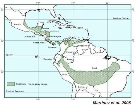 Image de Mahogani Grands Feuilles