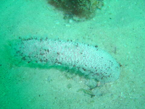 Image of radial sea pen