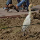 Bubulcus ibis coromandus resmi