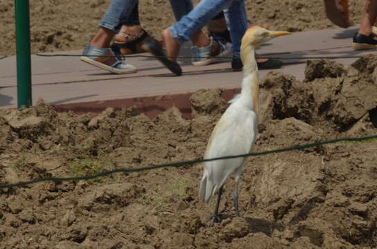 Image of Bubulcus ibis coromandus