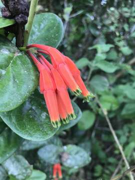 Image de Macleania smithiana J. L. Luteyn