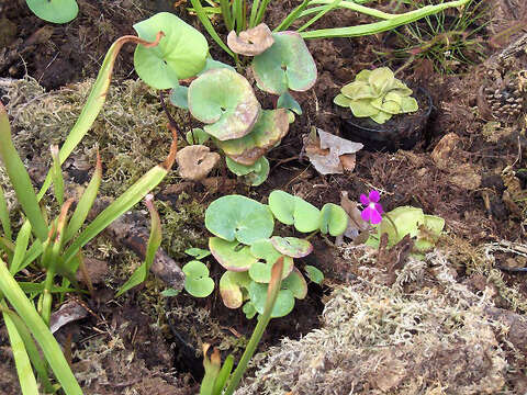 Imagem de Utricularia reniformis A. St. Hil.