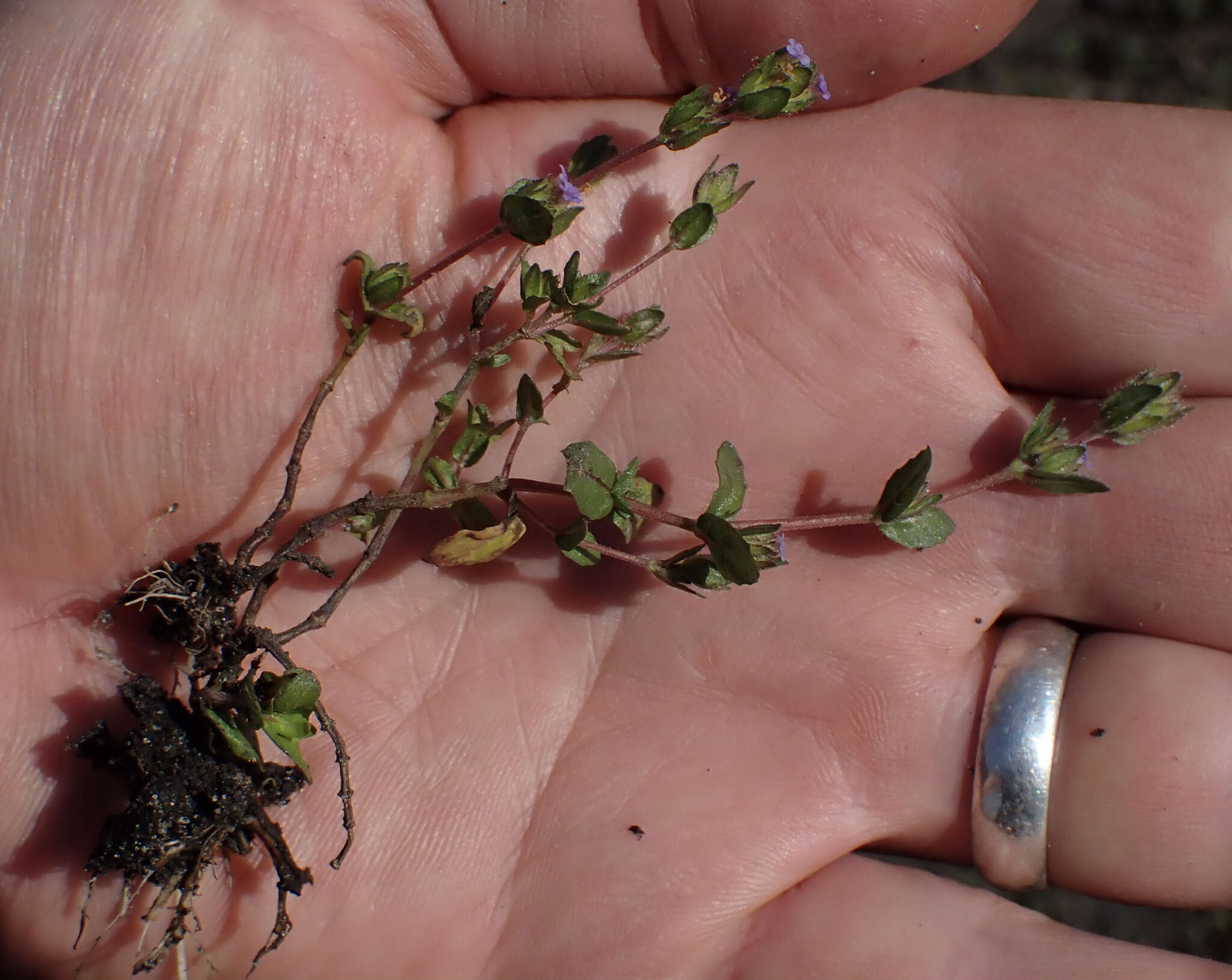 Image of Hygrophila abyssinica (Hochst. ex Nees) T. Anders.