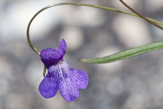 Image of Kellogg snapdragon