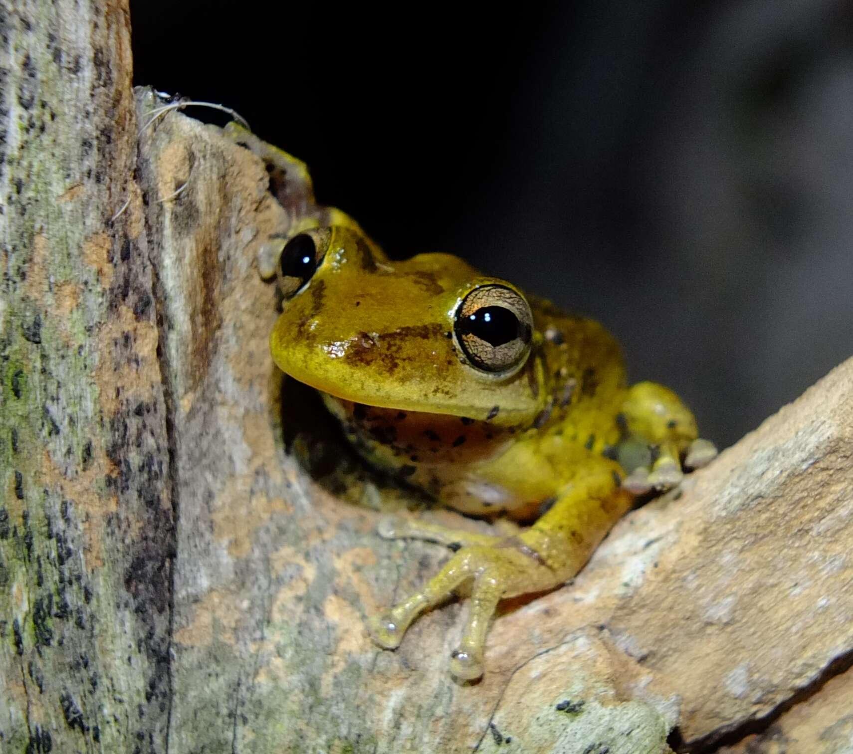 Image de Scinax x-signatus (Spix 1824)