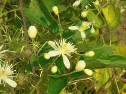 Image of Clematis javana DC.