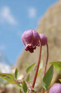 Image of hairy clematis