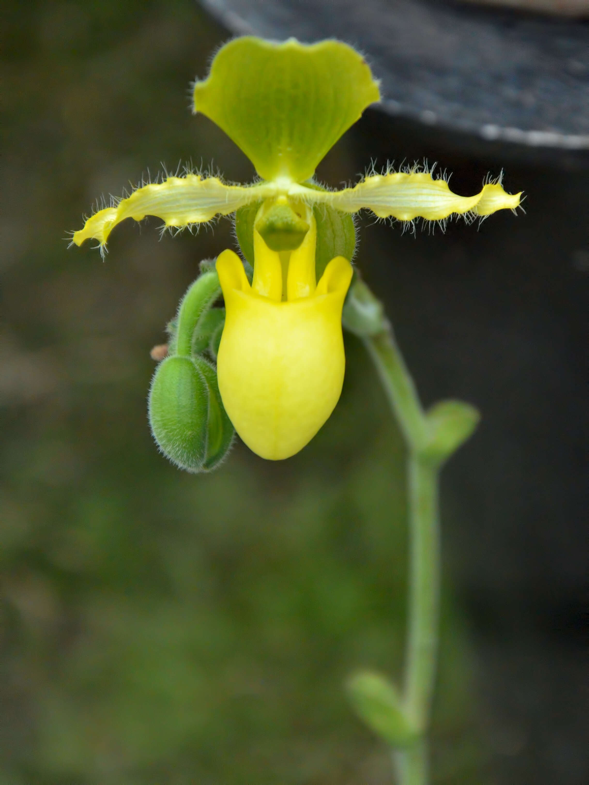 Image of Primrose Yellow Paphiopedilum