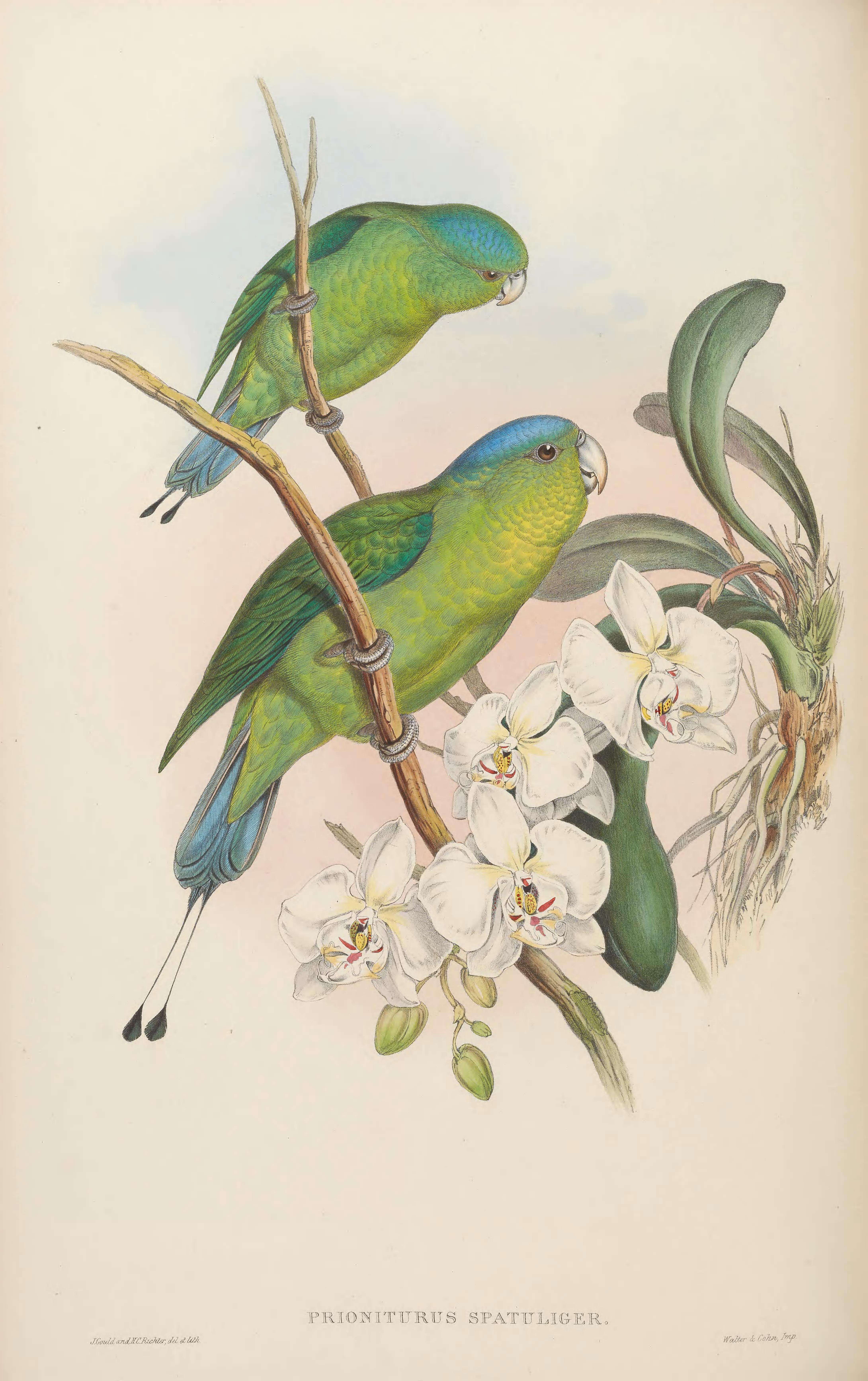 Image of Blue-crowned Racket-tail