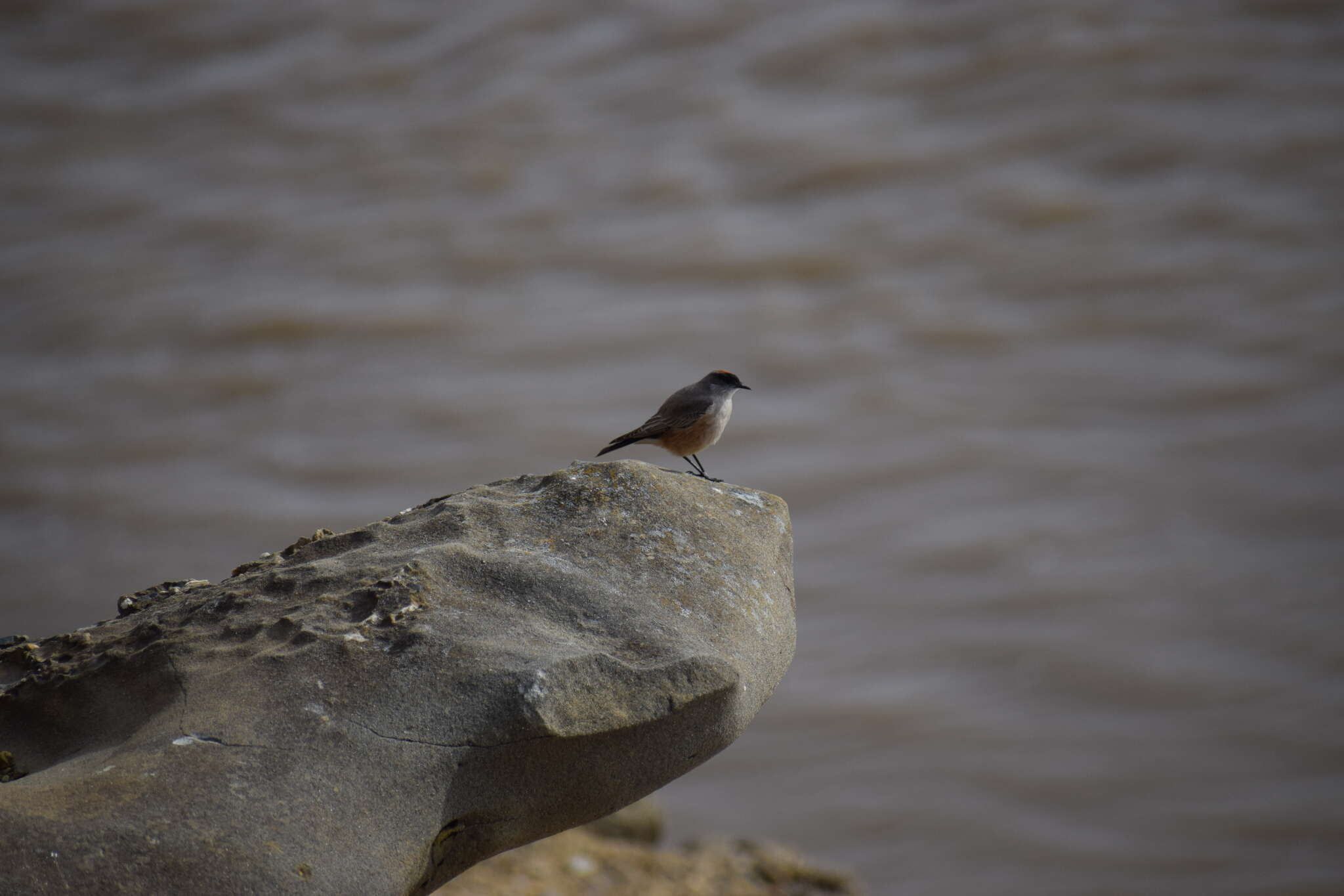 Image of Cinnamon-bellied Ground Tyrant