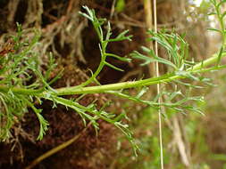 Jacobaea abrotanifolia (L.) Moench resmi