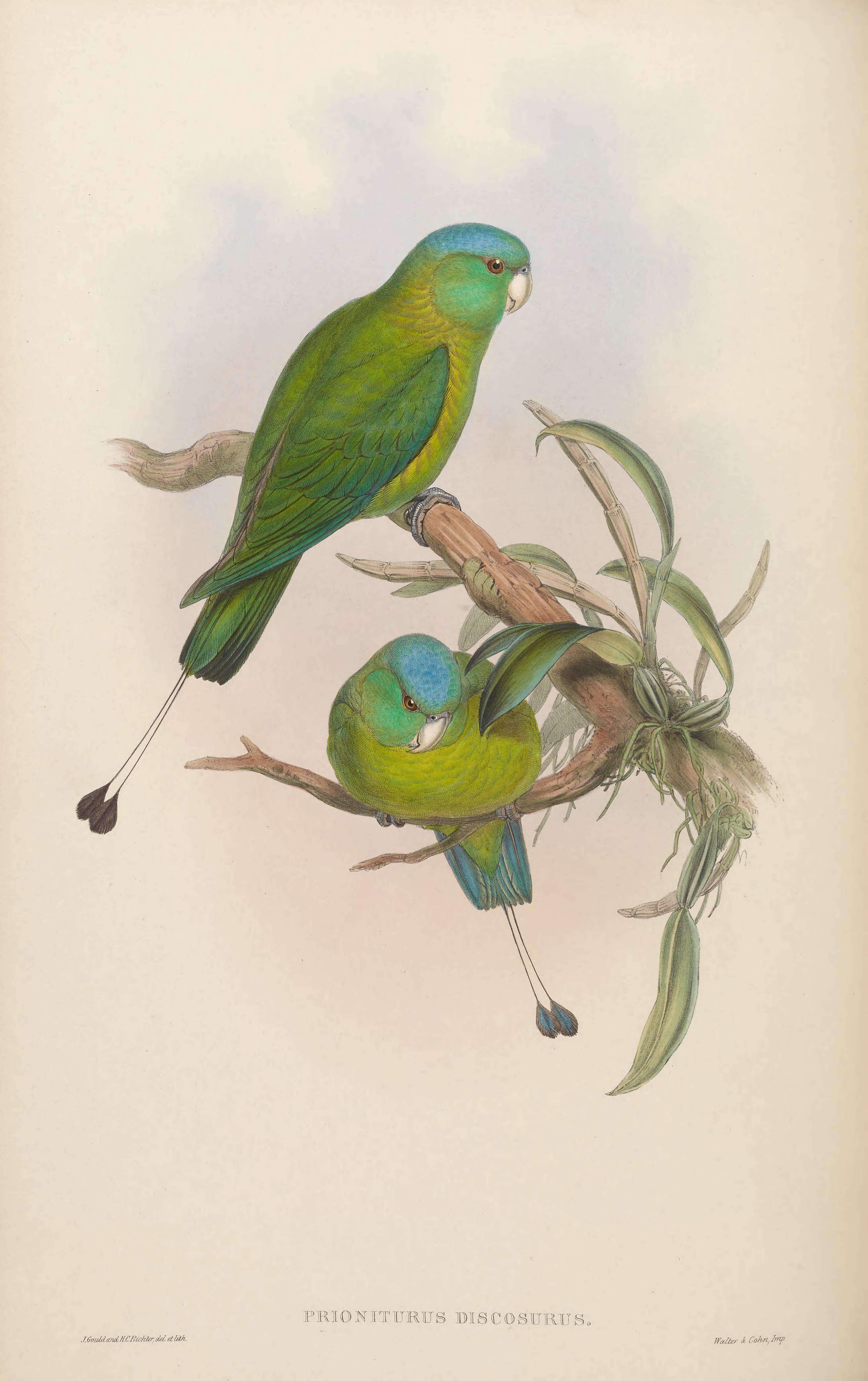 Image of Prioniturus Wagler 1832
