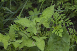 Sivun Persicaria thunbergii (Sieb. & Zucc.) H. Gross kuva