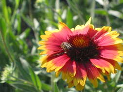 Image of Common perennial gaillardia