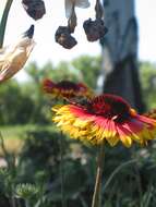 Image of Common perennial gaillardia