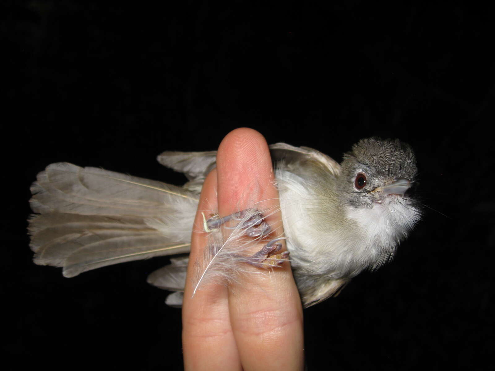 Image of Sooty-capped Babbler