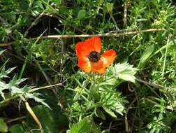 Image of Ranunculus asiaticus