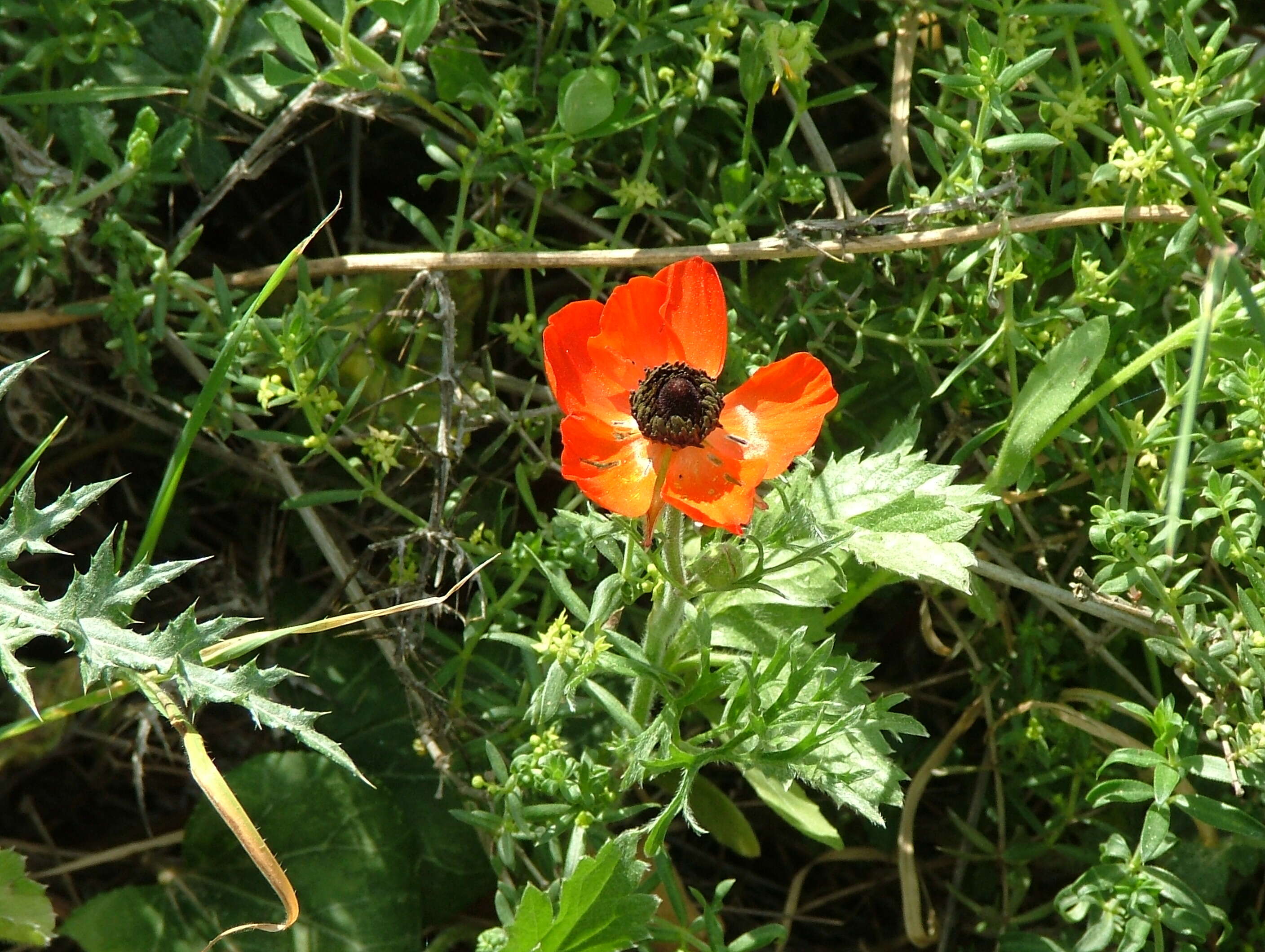 Image of Ranunculus asiaticus