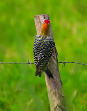 Image of Hoffmann's Woodpecker