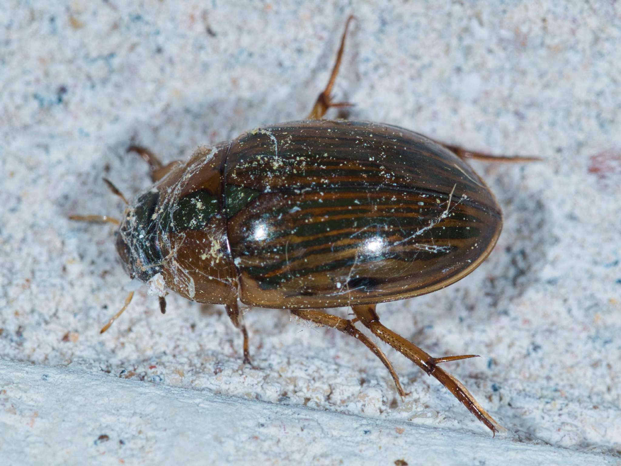 Image of Tropisternus (Strepitornus) collaris mexicanus Laporte de Castelnau 1840