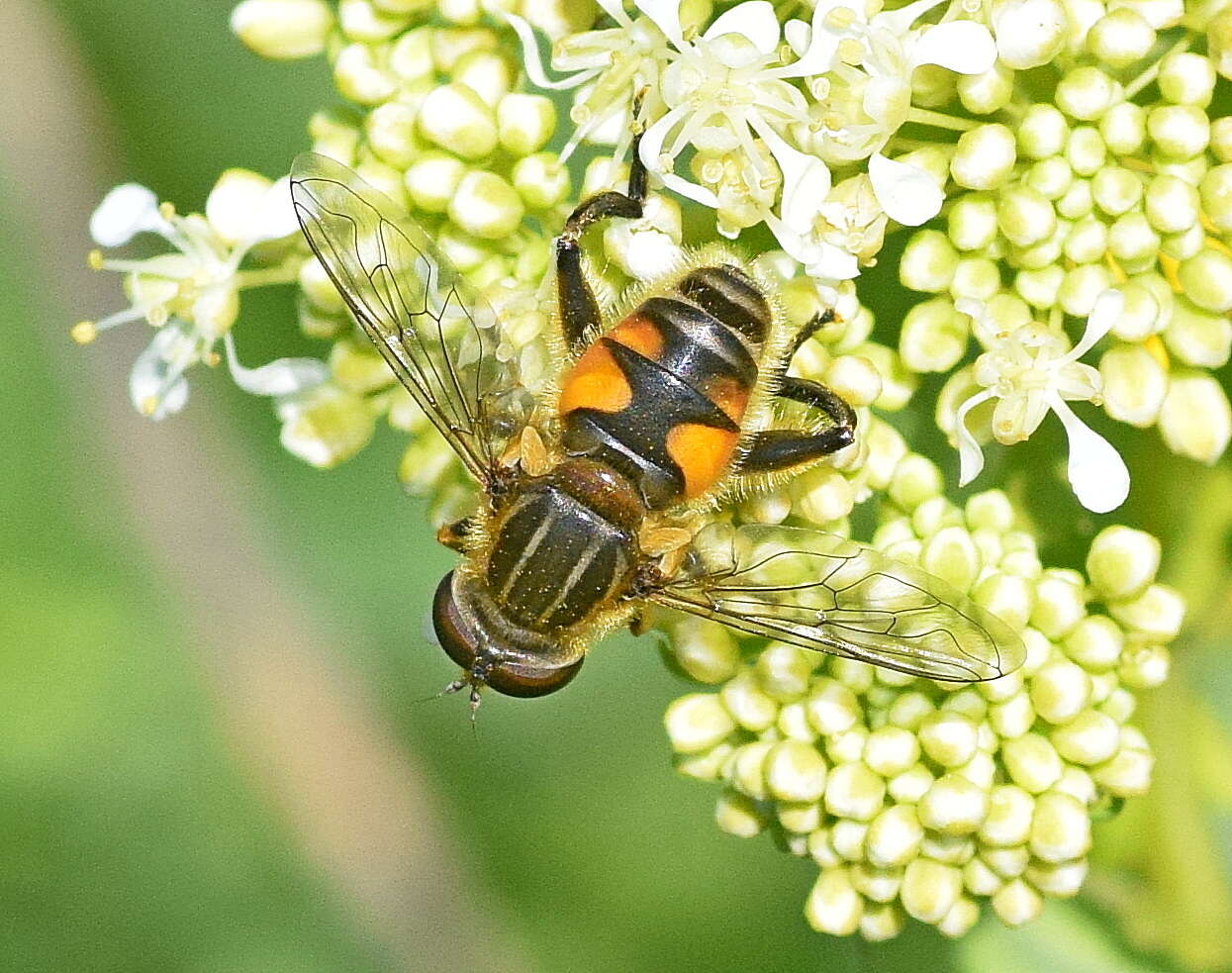 Слика од Mesembrius peregrinus (Loew 1846)