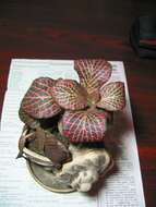 صورة Fittonia albivenis (Lindl. ex Veitch) R. K. Brummitt