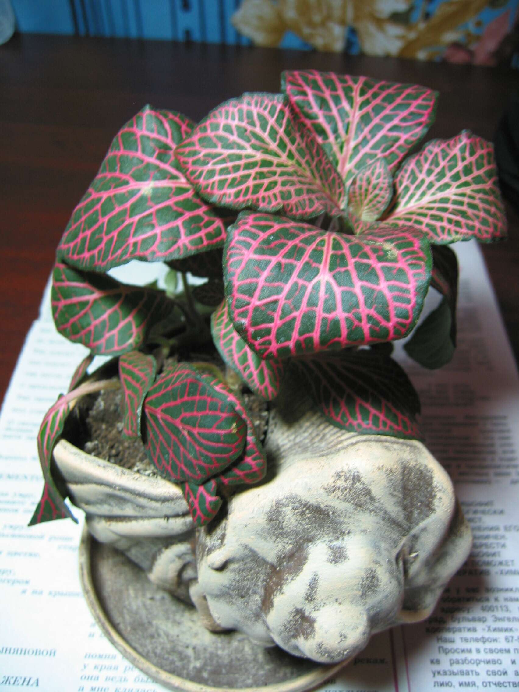 صورة Fittonia albivenis (Lindl. ex Veitch) R. K. Brummitt