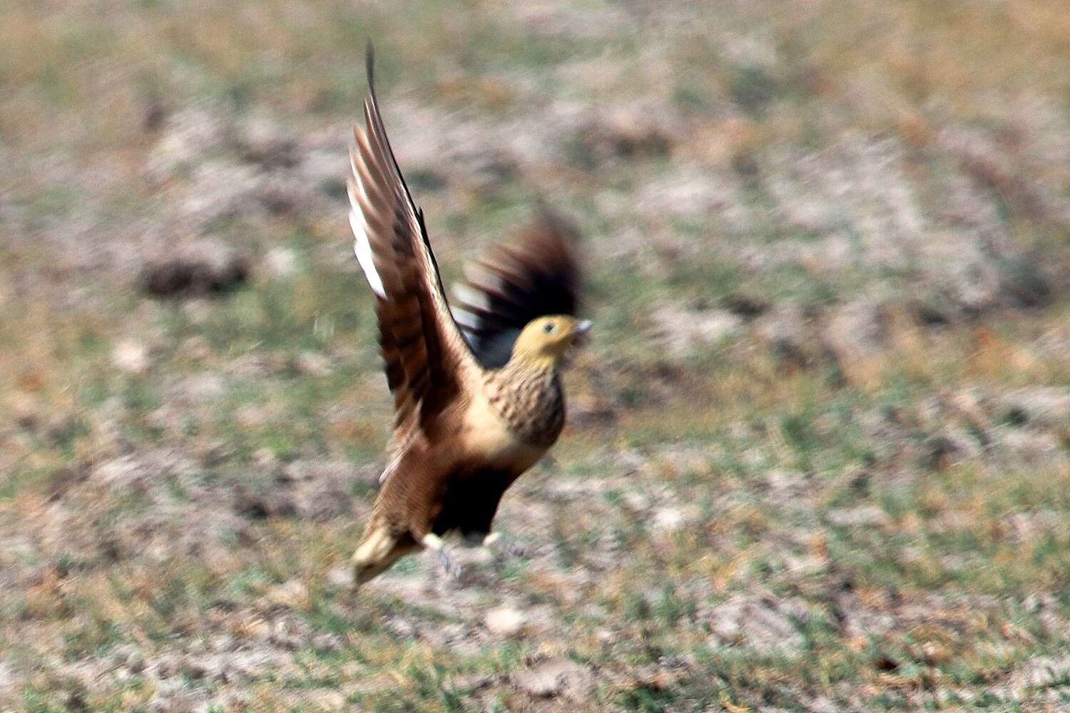 Image of Chestnut-bellied Sandgrouse