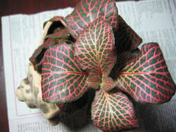 Fittonia albivenis (Lindl. ex Veitch) R. K. Brummitt resmi