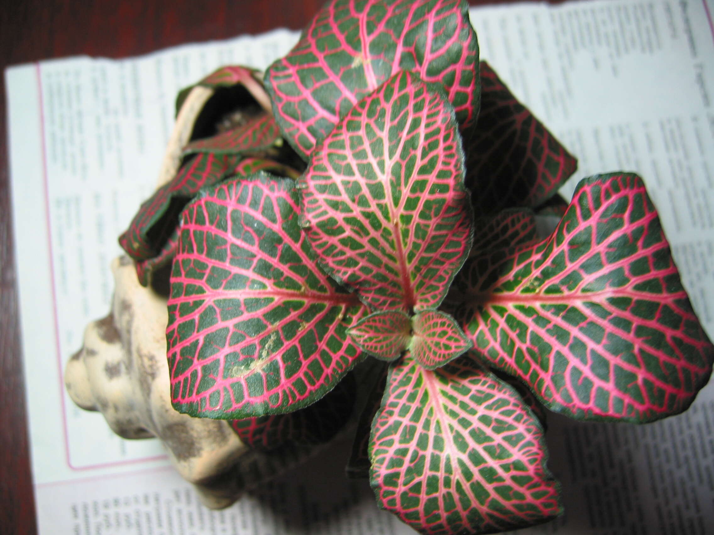 صورة Fittonia albivenis (Lindl. ex Veitch) R. K. Brummitt