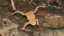 Image of Common Toad