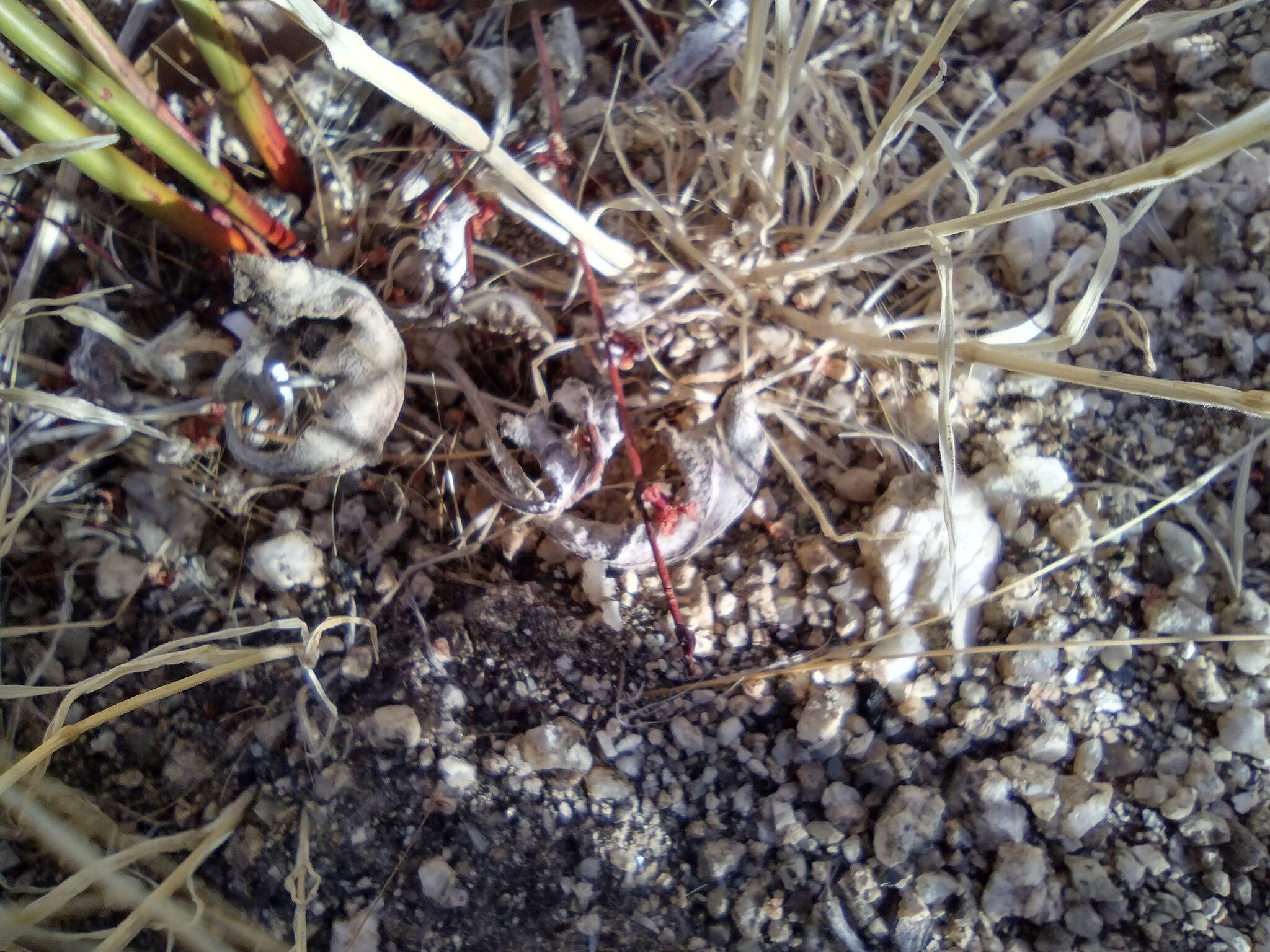 Image of slender woolly buckwheat