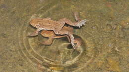 Image of Common Toad