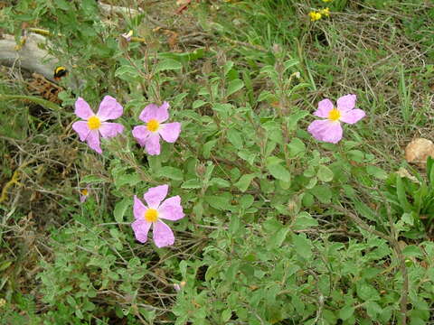 Image of Cistus creticus L.