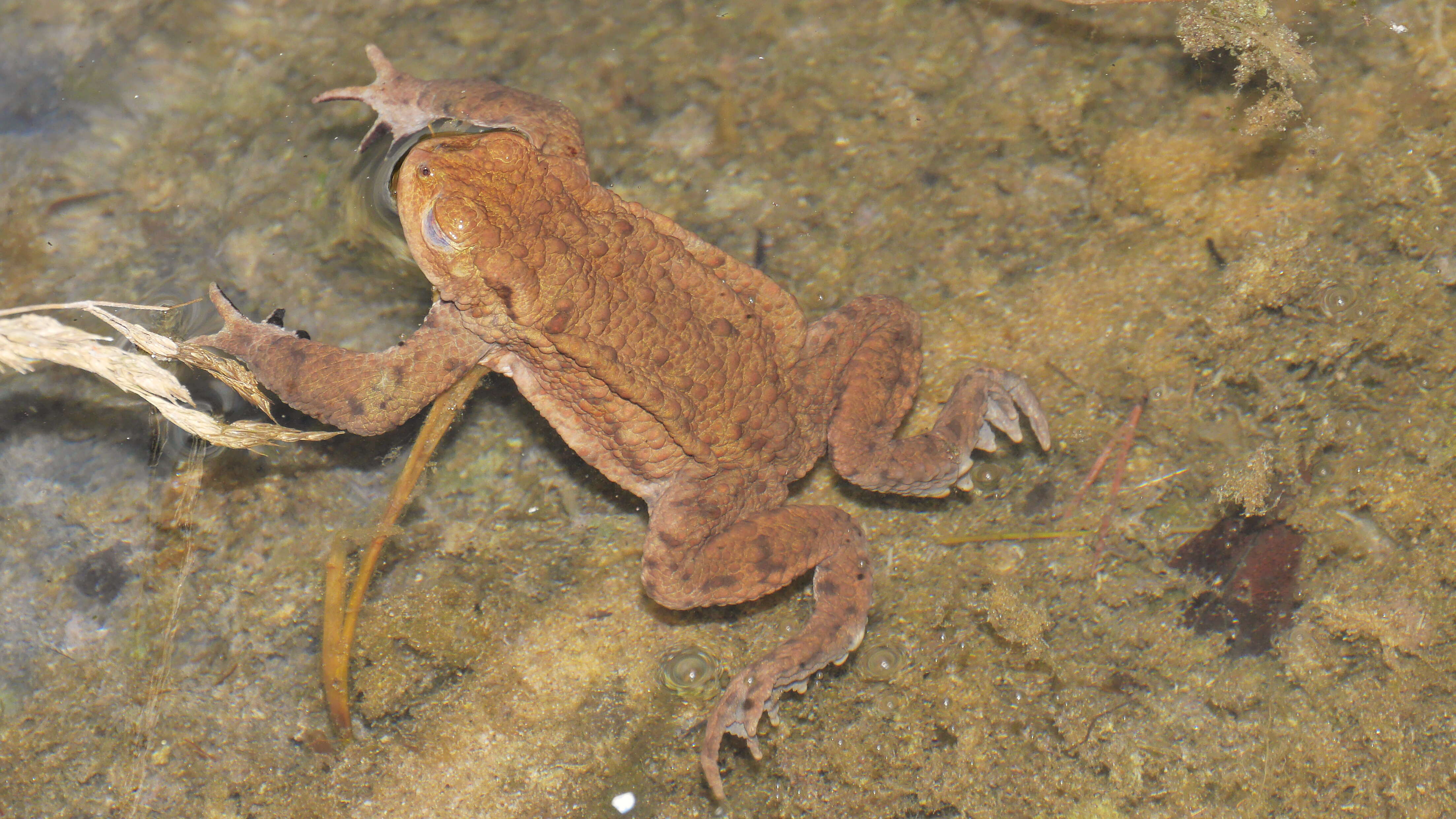 Image of Common Toad