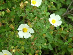 Image of salvia cistus