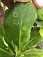 Image of Cucumber mosaic virus