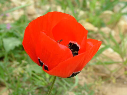 Imagem de Papaver umbonatum Boiss.