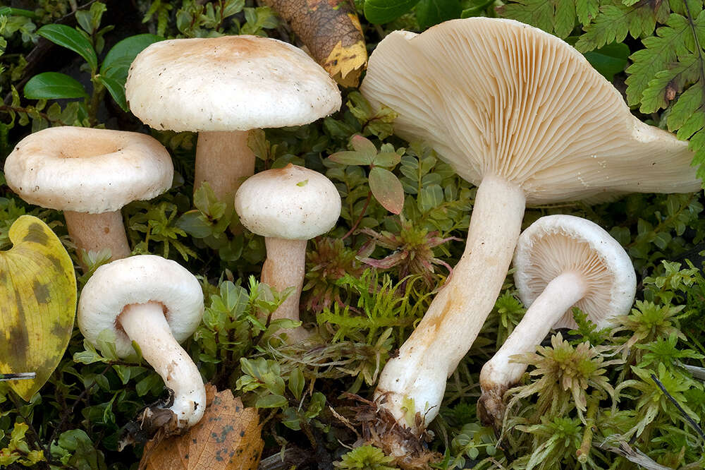 Image of Lactarius scoticus Berk. & Broome 1879