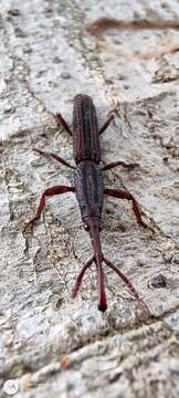 Image of Hormocerus