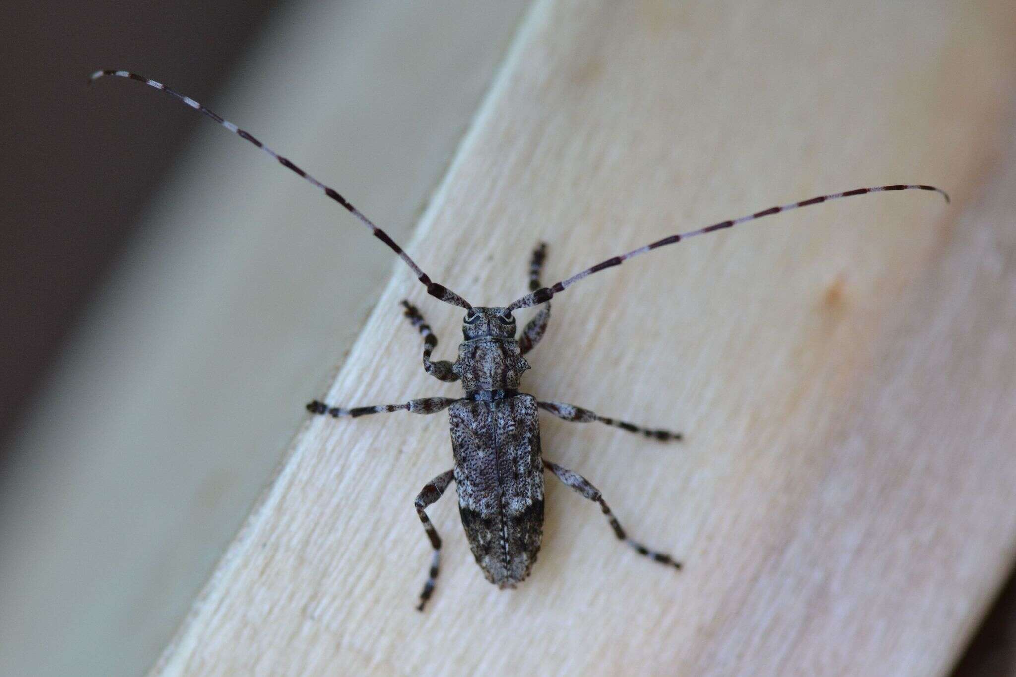 Image of Acanthocinus reticulatus (Razoumowsky 1789)