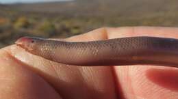 Image of Delalande's Beaked Blind Snake